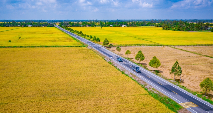 Cánh đồng lúa chín và khóm hút khách ở Hậu Giang